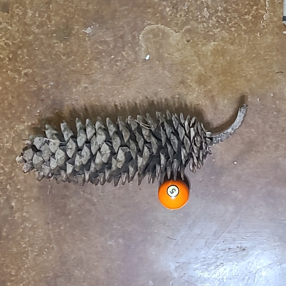 🪩 DISCO DEALS 1 Gigantic pinecone!  XXL, HUGE, MASSIVE, Very Big - Picture 7 of 11
